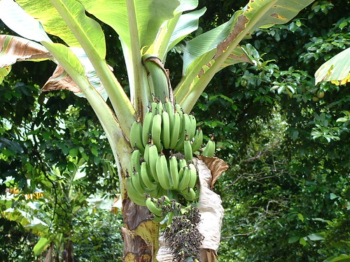 079 - Grenada Bus Tour - Rainforest Banana Tree 01 | Flickr