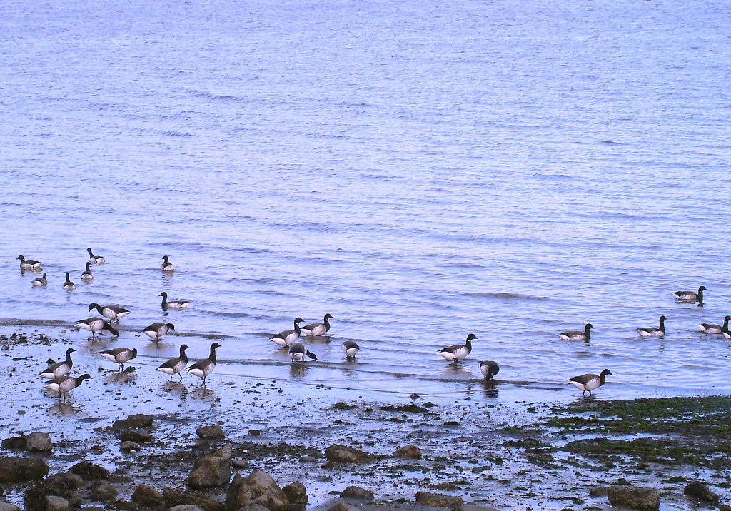 Group Of Ducks Called 113