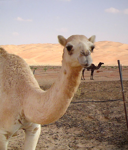 for white face Face  Flickr Your Sharing! in  Photo   White Camel