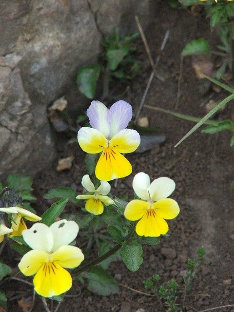 viole tricolor