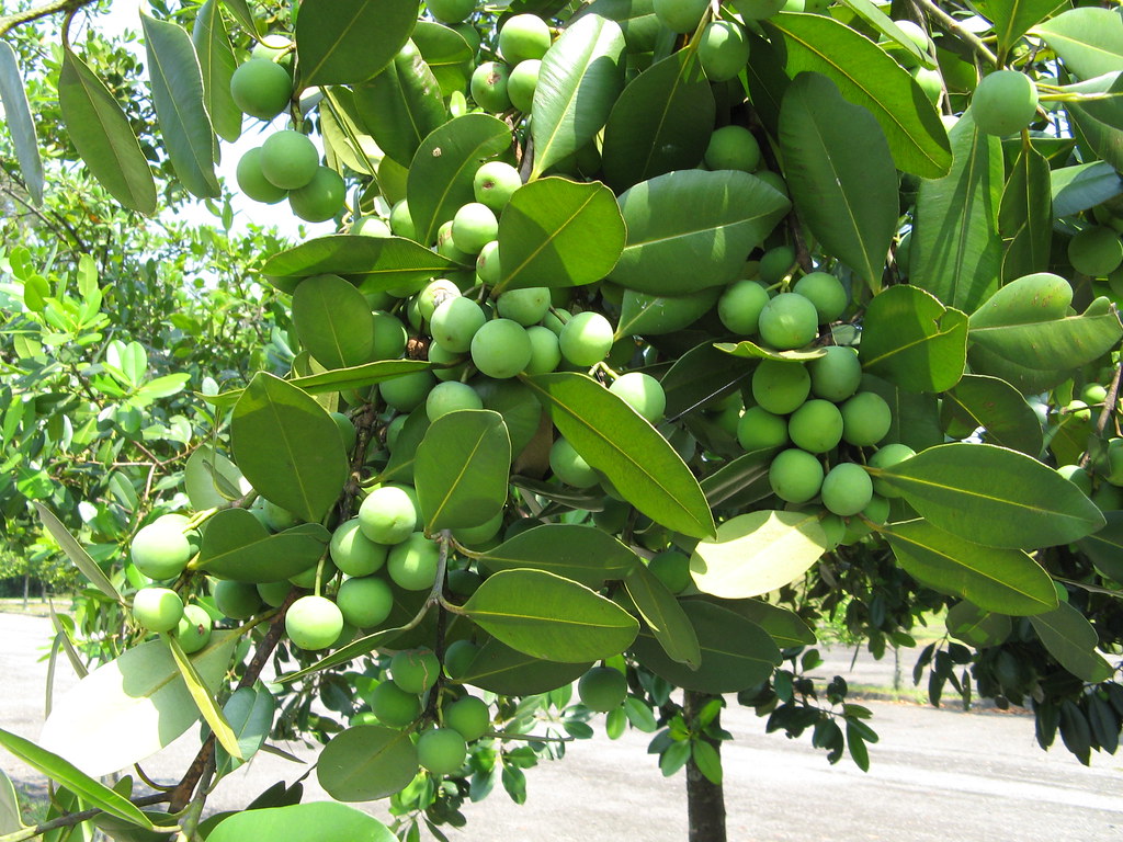 guanandi e seus frutos calophyllum brasiliensis | mauroguanandi | Flickr