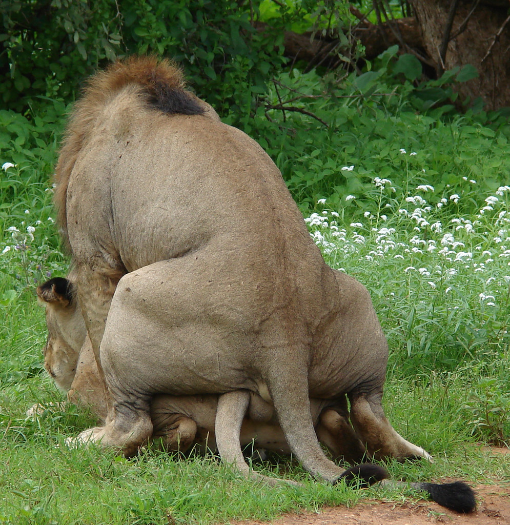 Sex With Lion 101