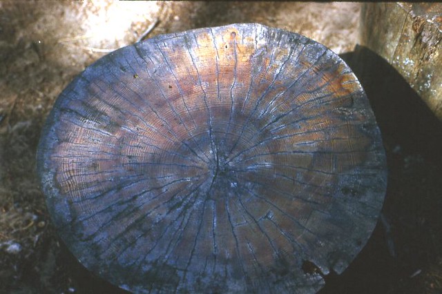 Tree Rings | The tree rings tell how old this tree was when … | Flickr
