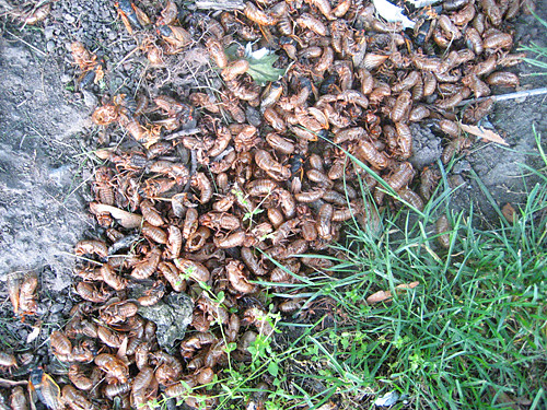Image result for piles of insect shells