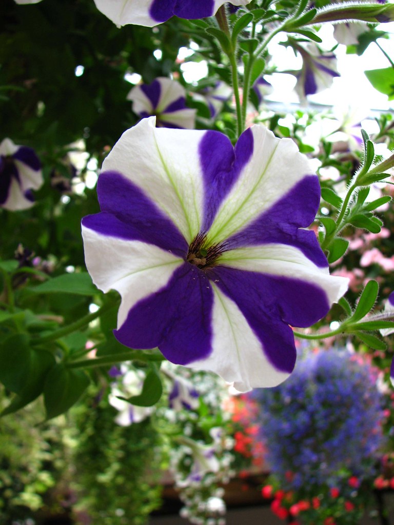 Purple And White Petunia  Very Pretty Flowers  Flickr-7332