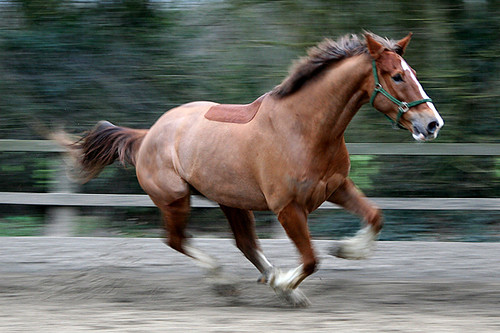 Horse gallop