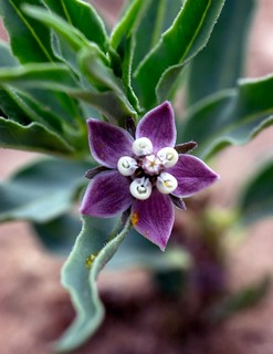 Precious Bloom: Asclepias uncialis ssp. uncialis
