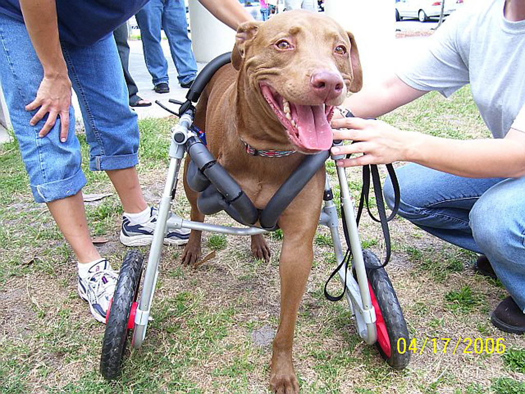 Dog Forelimb amputee in a Wheelchair | This dog had his fore… | Flickr
