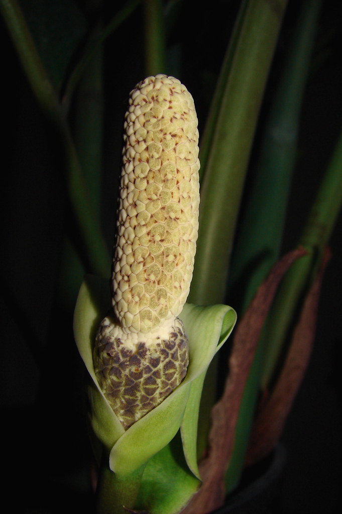 ZZ plant flower | Zamioculcas zamiifolia | billy liar | Flickr