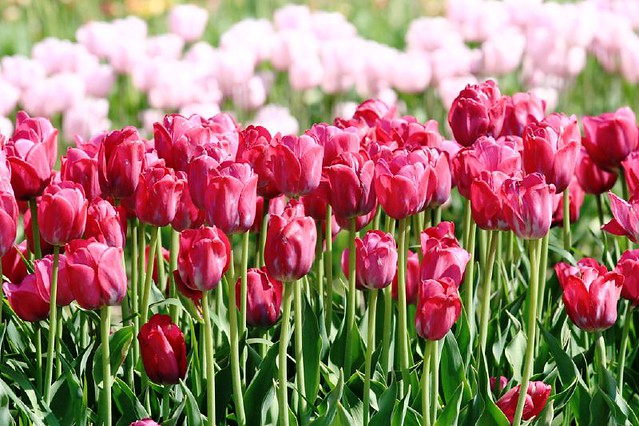 Veldheer Tulip Garden Holland Mi C Amalia Flickr