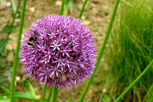 Garlic Flower and Bee | by Auntie P