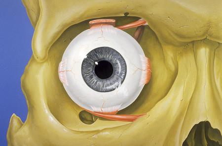 Human eye anatomy anterior view | Illustration by Patrick J.… | Flickr