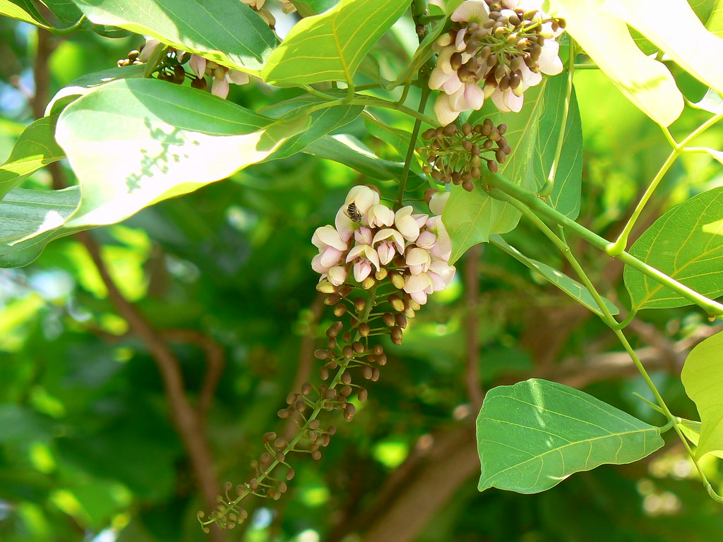 Karanja (Hindi: करंज) | Fabaceae (pea, or legume family) » M… | Flickr
