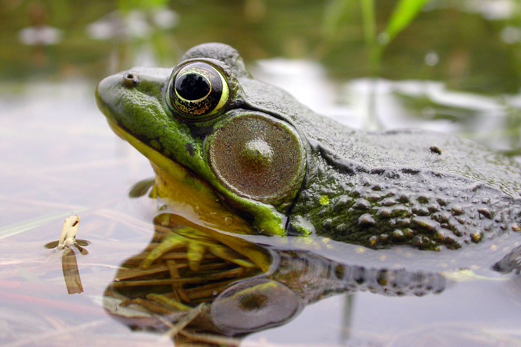 Pond Frog A Pond Frog In Sandy Creek NY Ranzino Flickr   25620392 8371408cfb B 