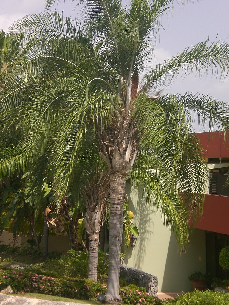 Palma coco plumosa Syagrus romansoffiana | Marcos | Flickr