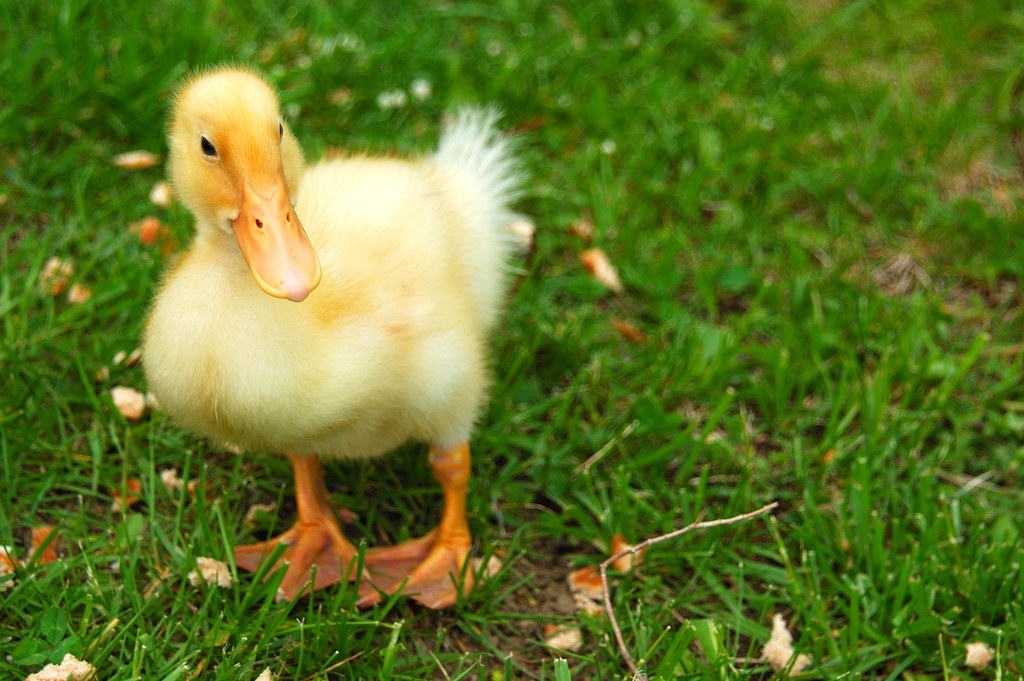 Yellow Duck 2 A cute little yellow duck in my backyard. Steve McCoy