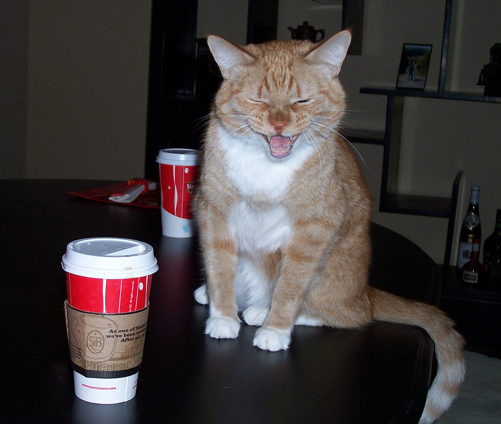 Image result for cat drinking coffee