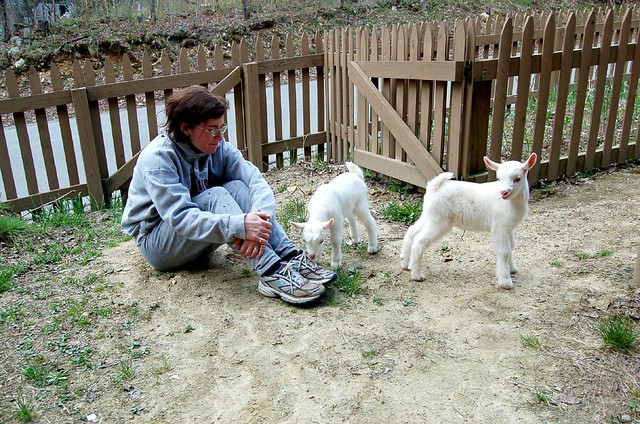 Goat Lady And Goat Babies Heres The Goat Lady With The 3 Flickr