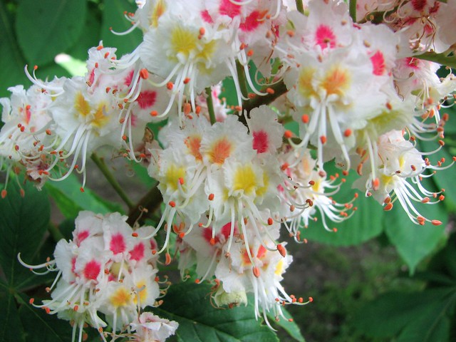 Horse Chestnut Tree Blossoms | at Spadina House Gardens ...