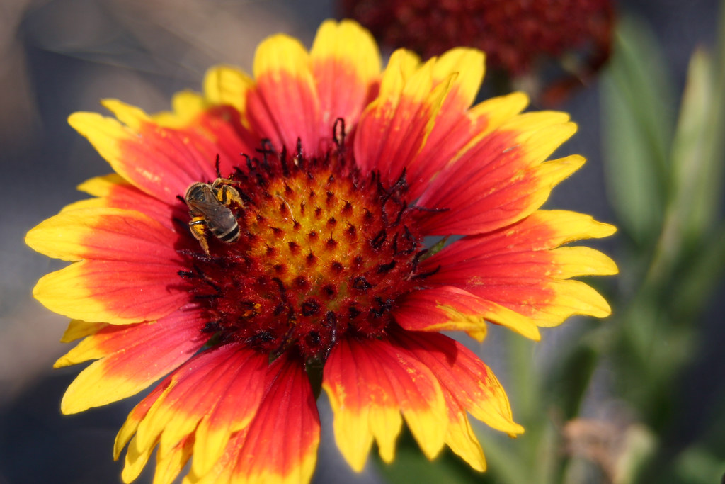 Fiesta Daisy & Bee | A fiesta daisy provides legs-full of po… | Flickr