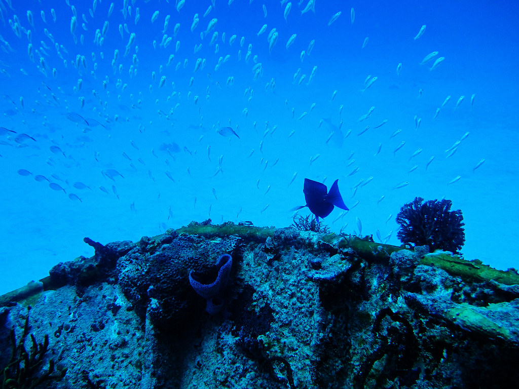 位於猶加敦半島外海的珊瑚礁。圖片來源：Thomas Wiborg（CC BY-NC 2.0）。