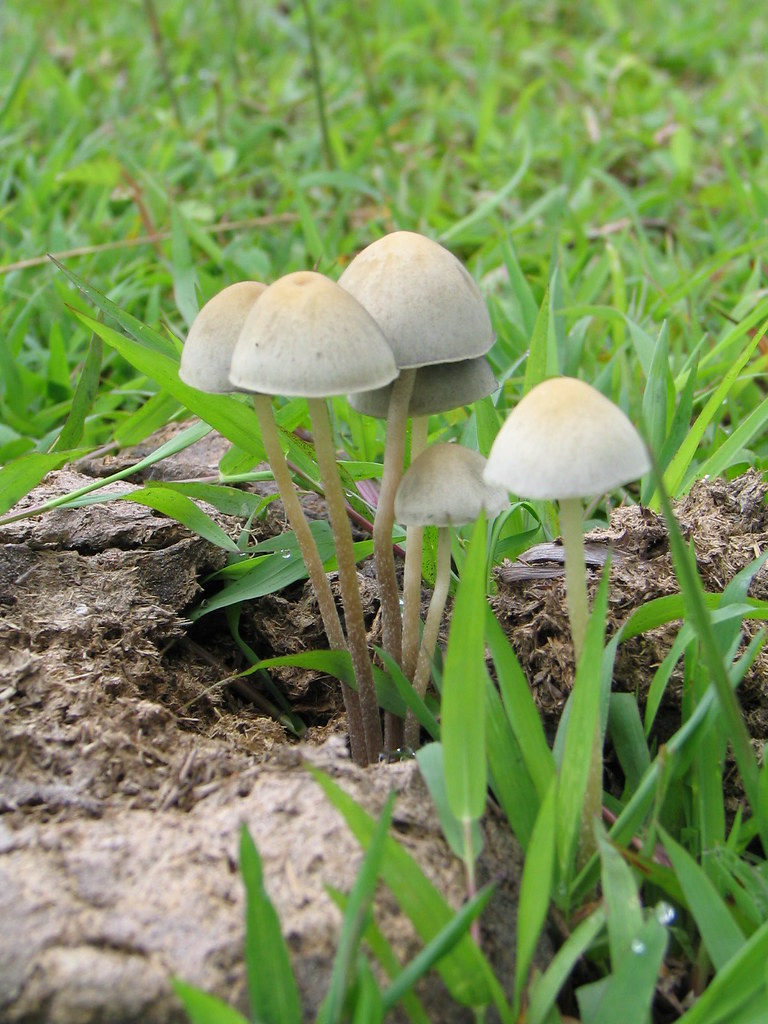 How do you grow mushrooms in cow dung?