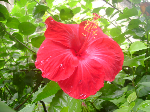 Gumamela flower | Flickr - Photo Sharing!