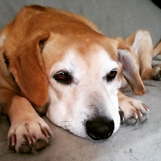 Sophie's got the mid-week blues... #houndmix #dogsofinstagram #rescueddogsofinstagram #seniordog #muttsofinstagram #adoptdontshop #ilovebigmutts #ilovemyseniordog #instahound #instadog #rescueddog #dogstagram #muttstagram