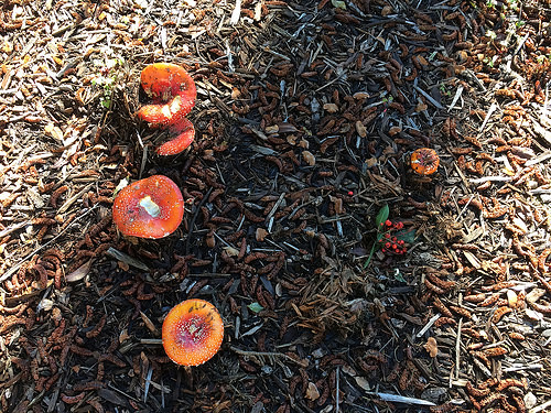 Amanita muscaria mushrooms - IMG_9279