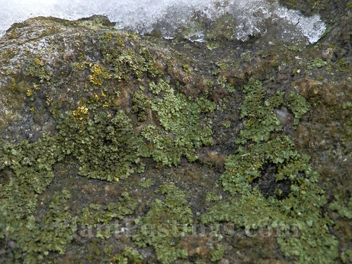 lichens 1