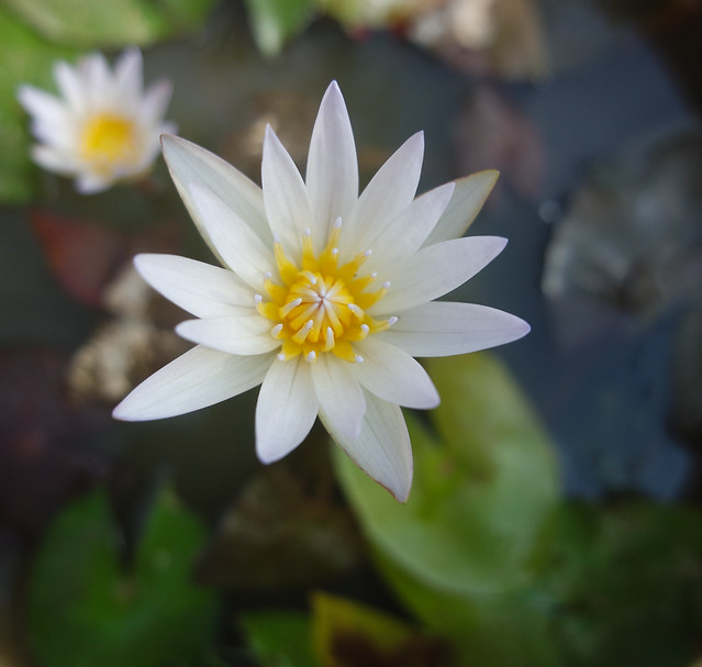 White Water Lily 