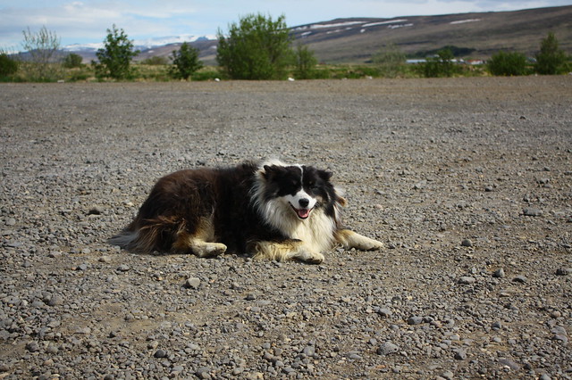 Icelandic sheepdog at Deildartunguhver