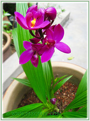 Potted Spathoglottis piicata (Ground Orchid) with another emerging flowering stalk