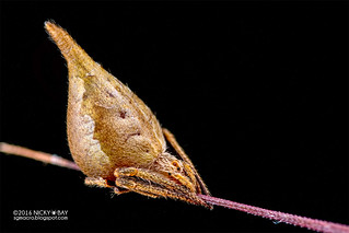 Orb weaver spider (Eriovixia sp.) - DSC_6891
