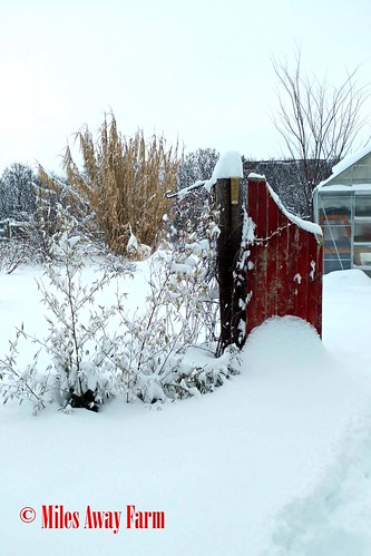 Red Door Snow