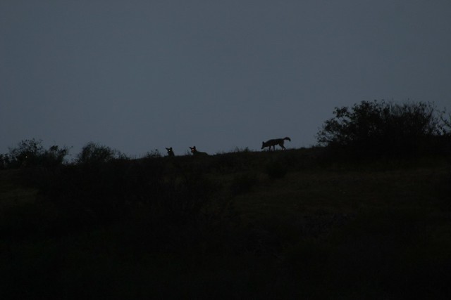 the coyotes here last night