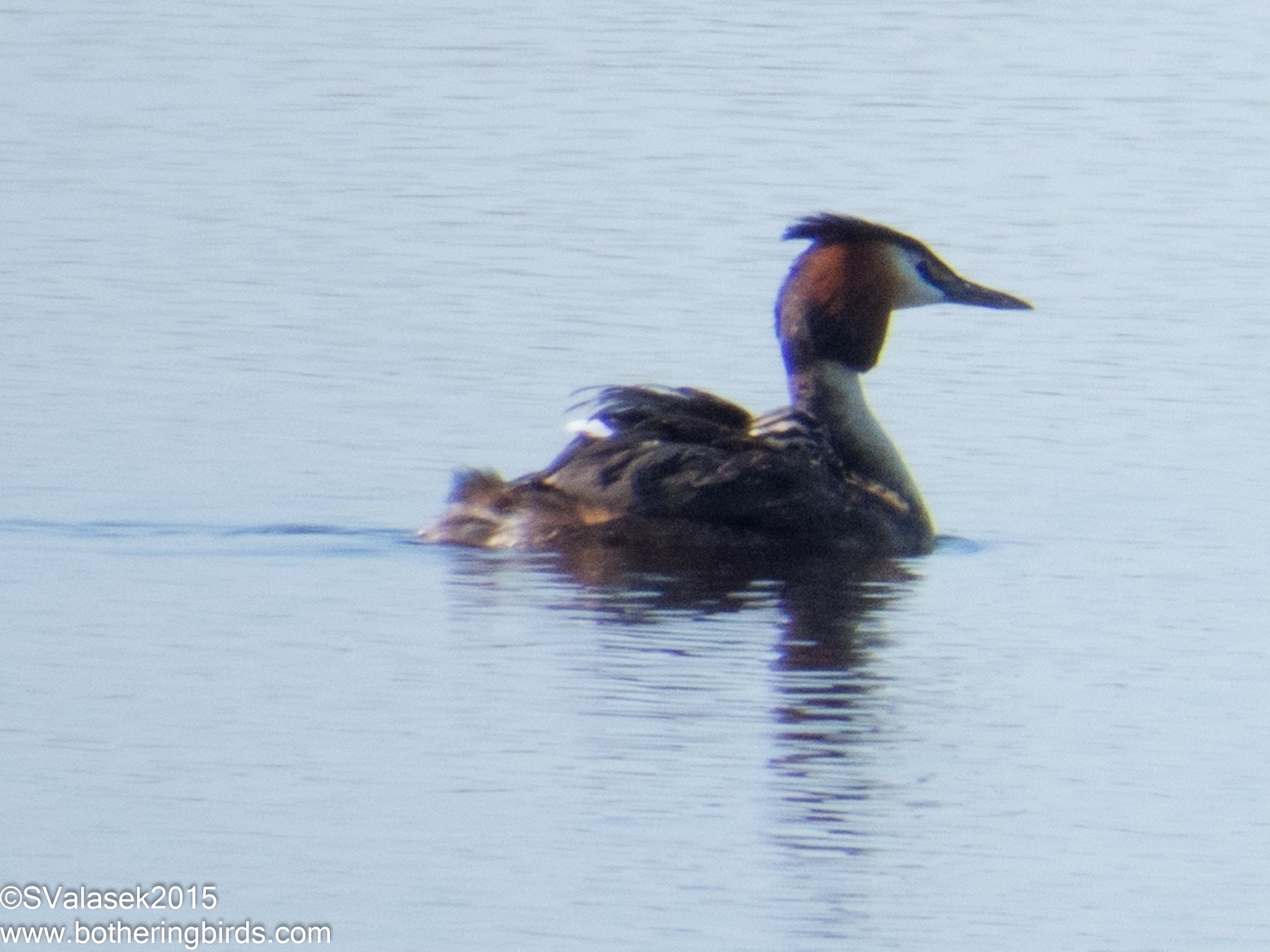 Great-Crested Grebe with young on back
