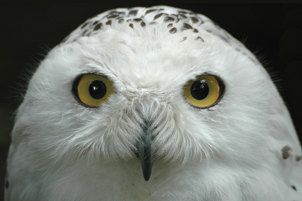 Hedwig the Snowy Owl | Hedwig is a gift to Harry from Hagrid… | Flickr