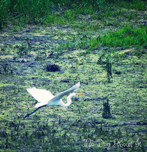 Flying Egret