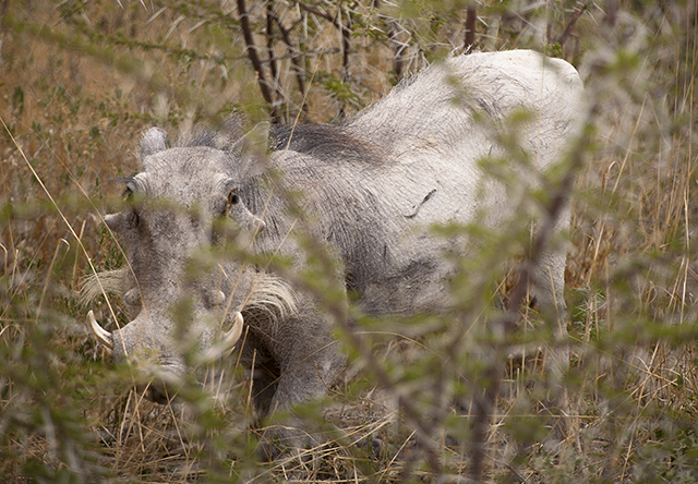 NAMIBIA & KRUGER por libre: 21 días Very WILD - Blogs de Africa Sur - Parque Nacional ETOSHA (42)