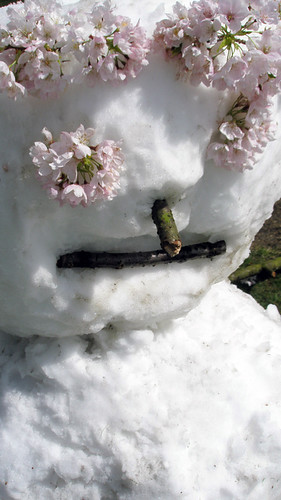A late April snow results in a Snow Blossom Queen at Queen Elizabeth Park in Vancouver, BC