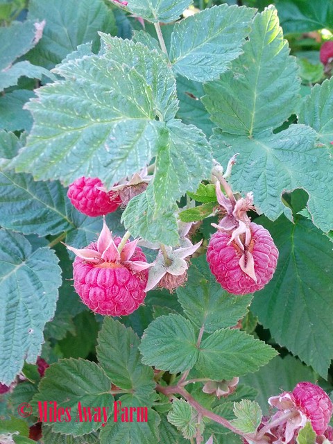 Raspberry Harvest