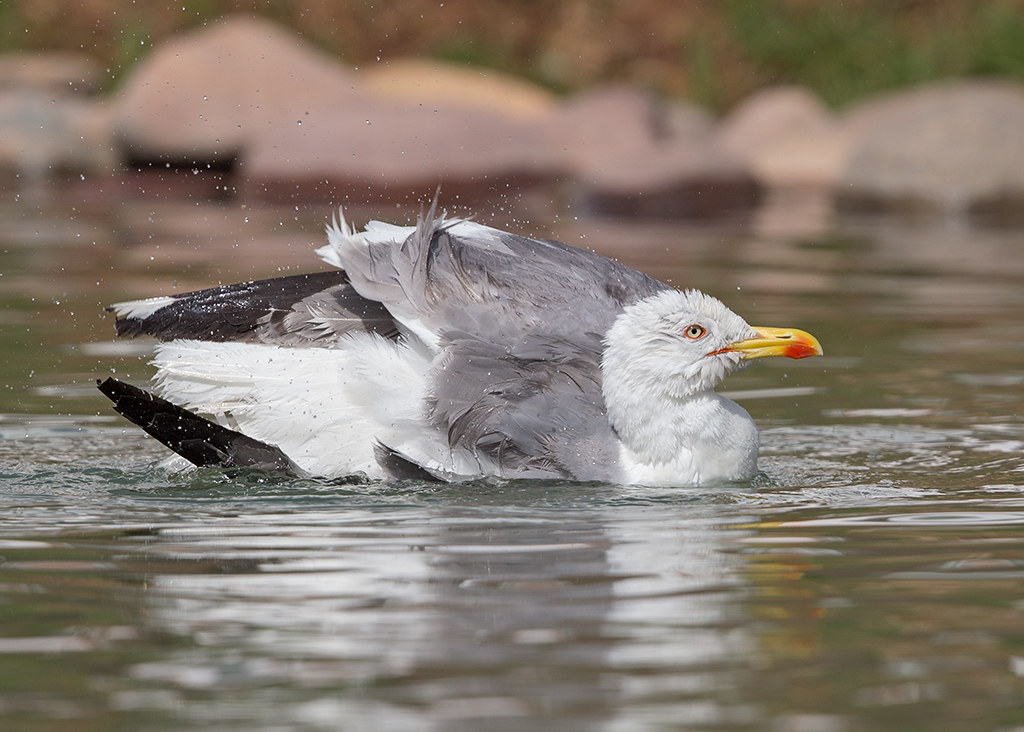 Yellow-legged Gull   Morocco
