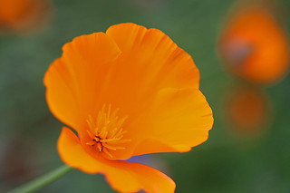 SF Botanical Garden - Orange Flower