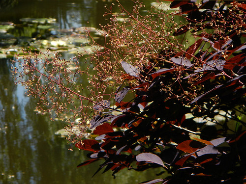 A Purple Smoke Tree Hangs Over the Pond in Monet's Garden
