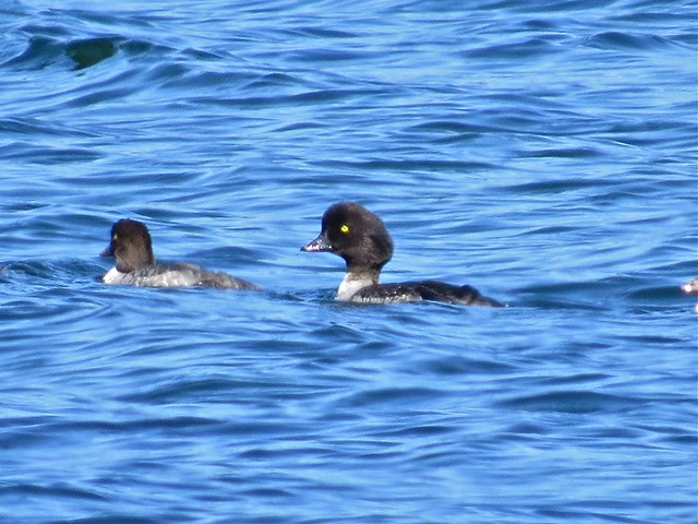 Barrow's Goldeneye at Gull Point on Yellowstone Lake in Yellowstone National Park in Park County, WY 06