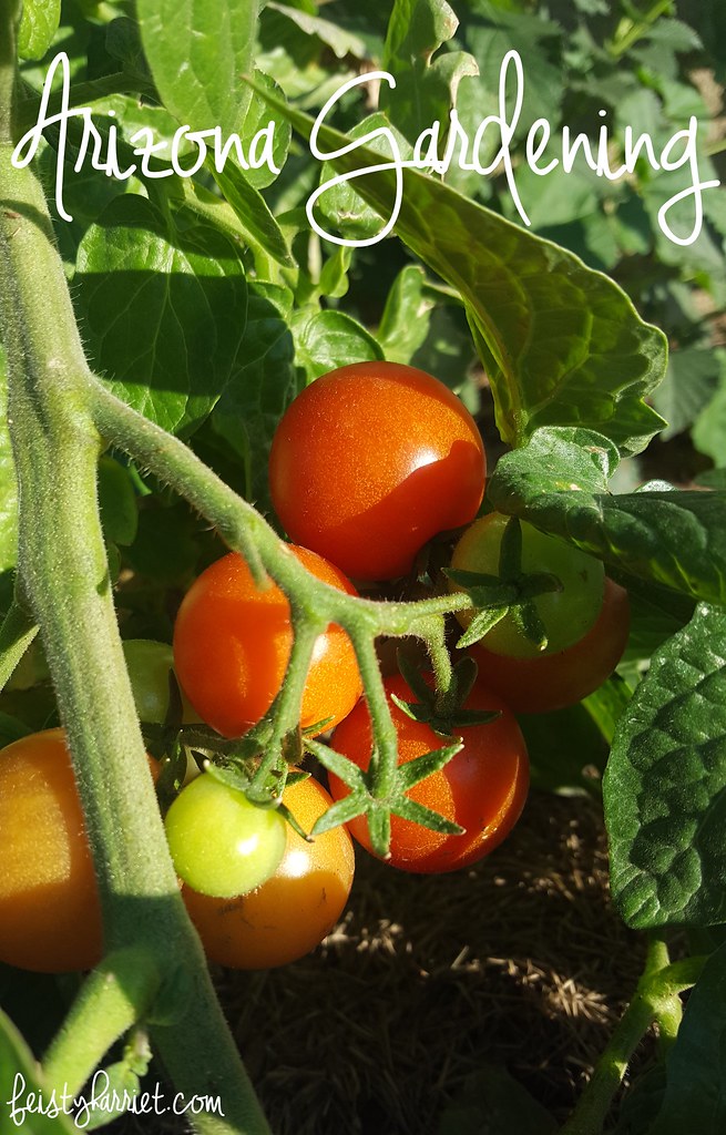 Arizona Backyard Gardening_fall planting tomatoes_feistyharriet_Jan 2017