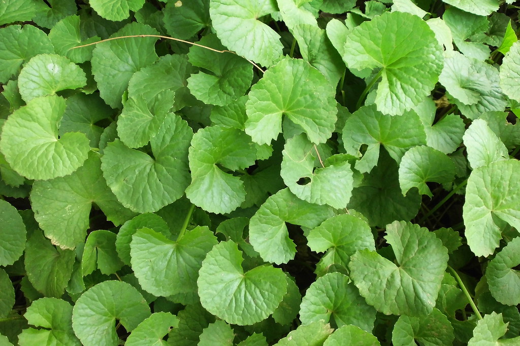 I Grow Gotu Kola In A Broad Shallow Pot Cultivating Medicinal Herbs Facebook