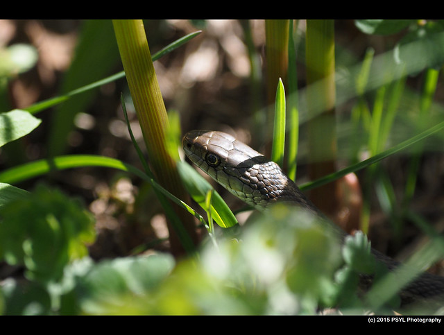 Western Terrestrial Garter Snake (Thamnophis elegans)