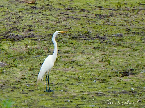 A lone Egret